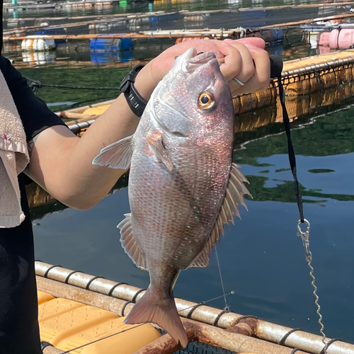 マダイの釣果