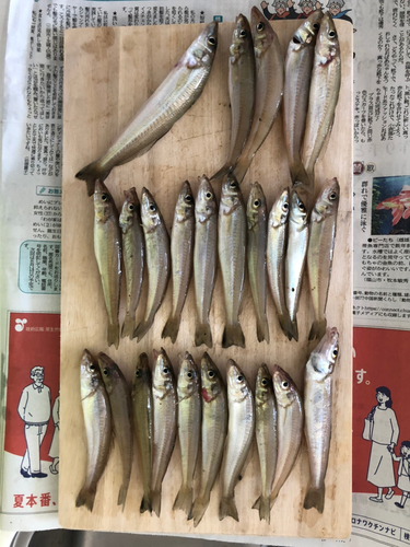 キスの釣果