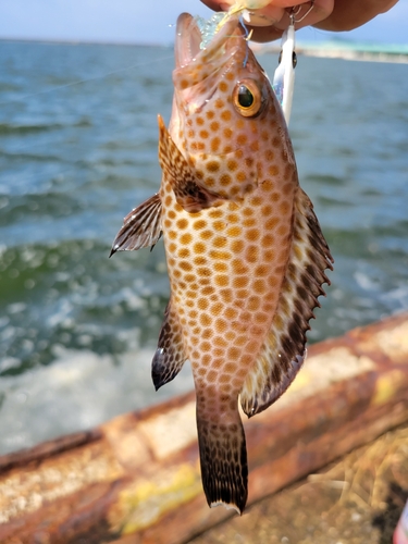 オオモンハタの釣果