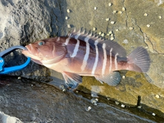 マハタの釣果