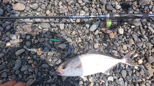 ショゴの釣果