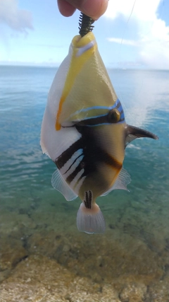 ムラサメモンガラの釣果