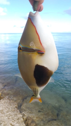 モンガラカワハギの釣果