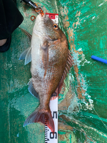 マダイの釣果