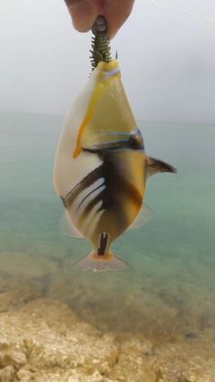 ムラサメモンガラの釣果