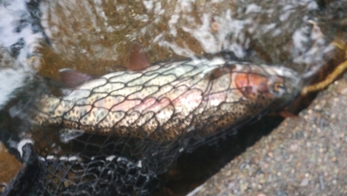 ニジマスの釣果