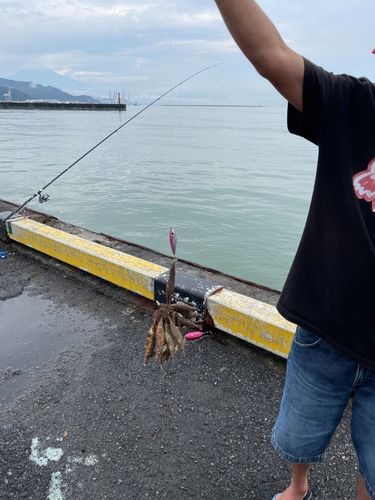 コノシロの釣果