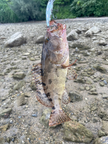 カンモンハタの釣果