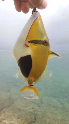 モンガラカワハギの釣果