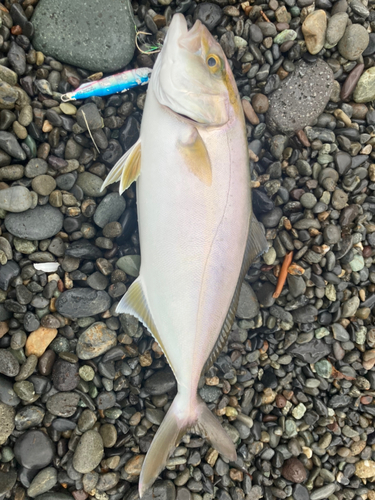 ショゴの釣果