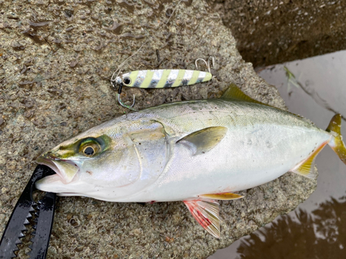 ワカシの釣果