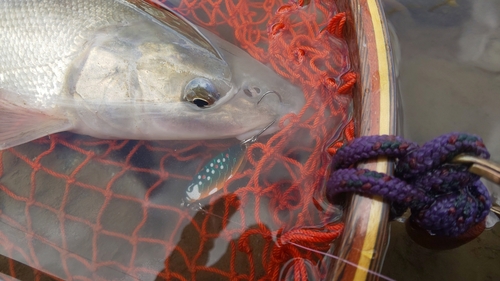 エゾウグイの釣果