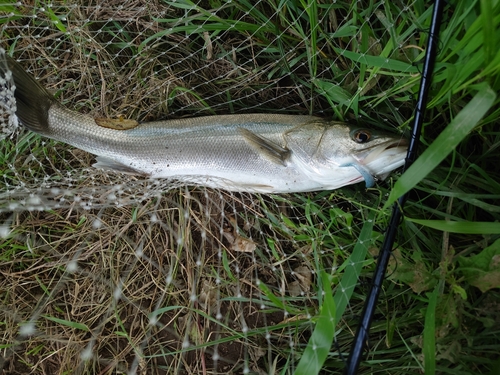 スズキの釣果