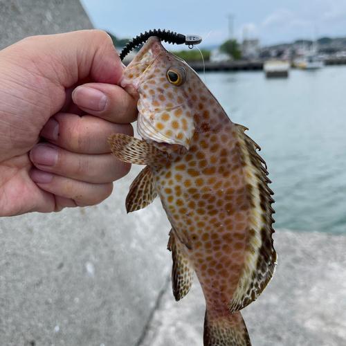 オオモンハタの釣果