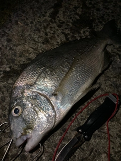 ヘダイの釣果