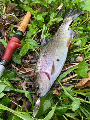 ニジマスの釣果