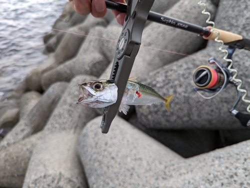 サバの釣果