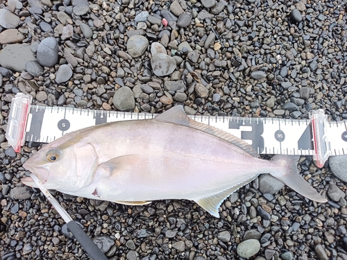 ショゴの釣果