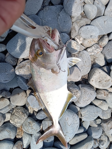 ショゴの釣果