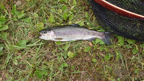 ニジマスの釣果