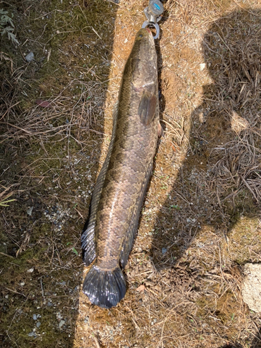 ライギョの釣果