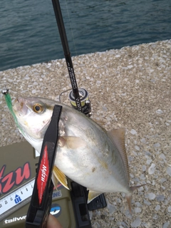 ショゴの釣果