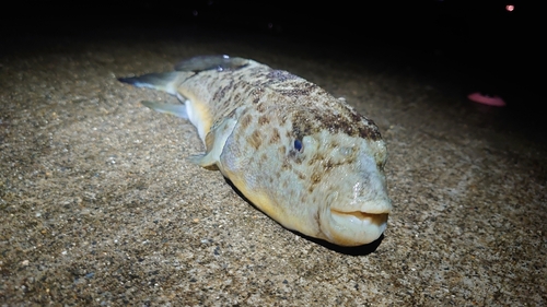 フグの釣果