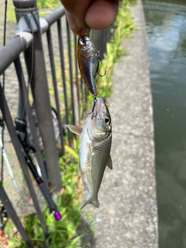 ニゴイの釣果