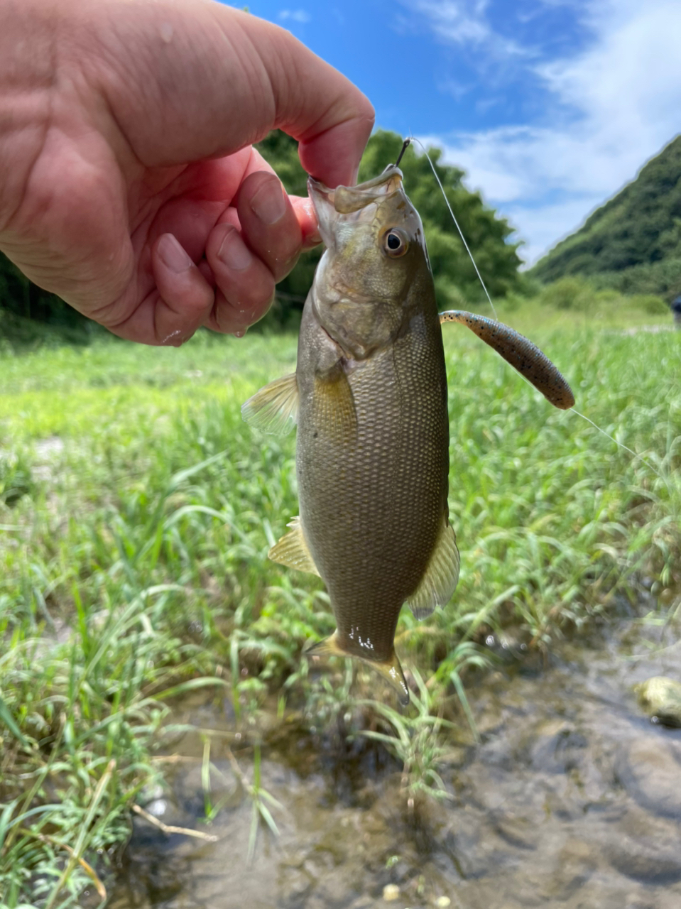 スモールマウスバス