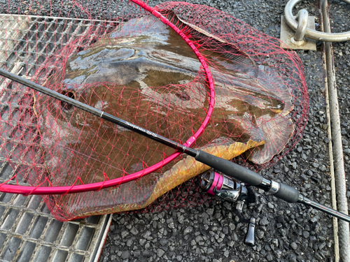 エイの釣果