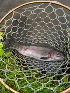 ニジマスの釣果