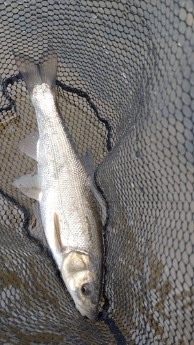 ウグイの釣果