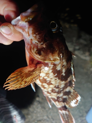 カサゴの釣果