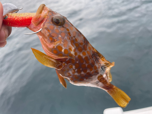 キジハタの釣果