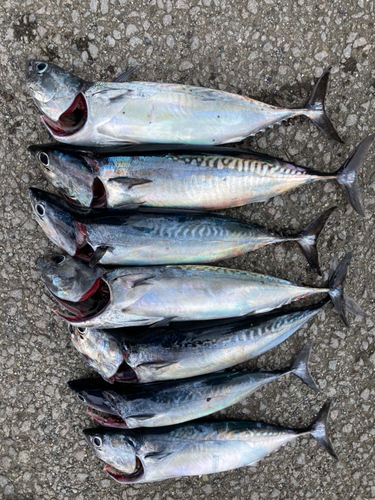 ソウダガツオの釣果