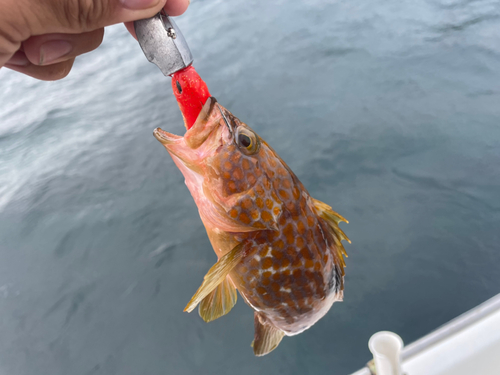 キジハタの釣果