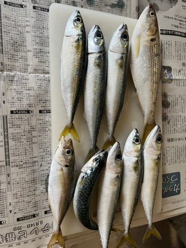 アジの釣果