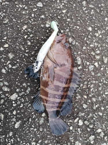 マハタモドキの釣果