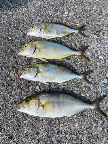 ショゴの釣果