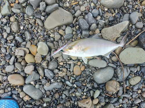 ショゴの釣果