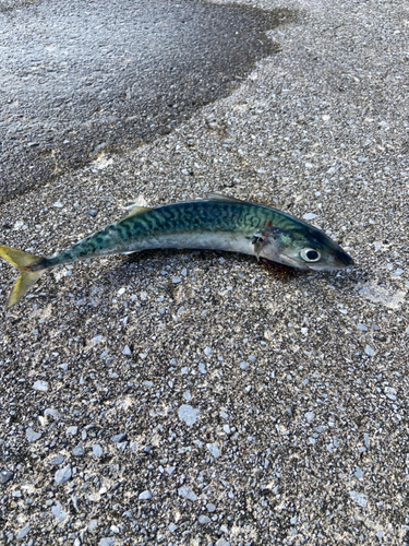 サバの釣果