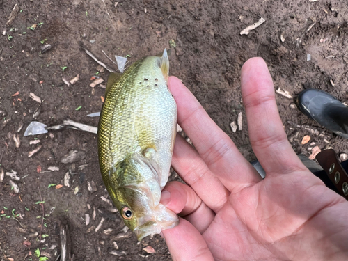 ラージマウスバスの釣果