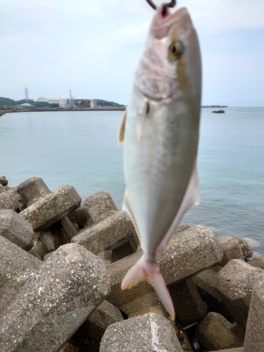 シオの釣果