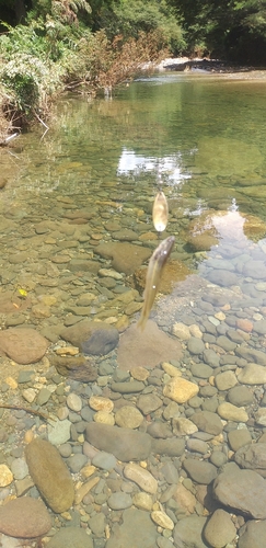 アブラハヤの釣果