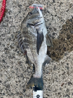 クロダイの釣果