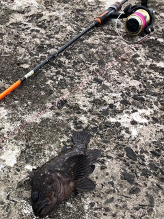 ソイの釣果