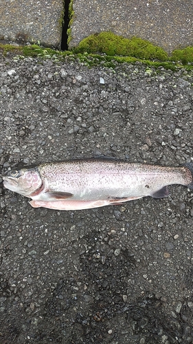 ニジマスの釣果