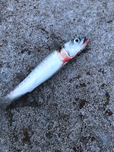 サバの釣果