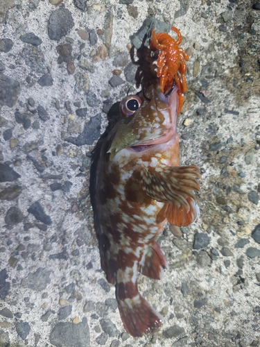 カサゴの釣果