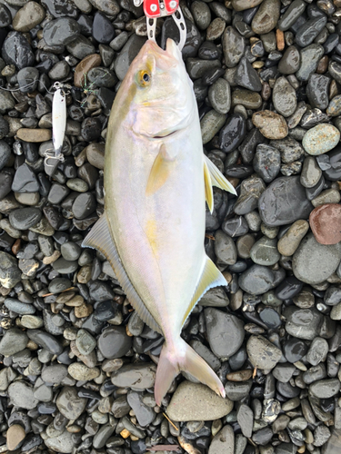 ショゴの釣果